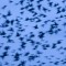 Starling Roost, Conwy